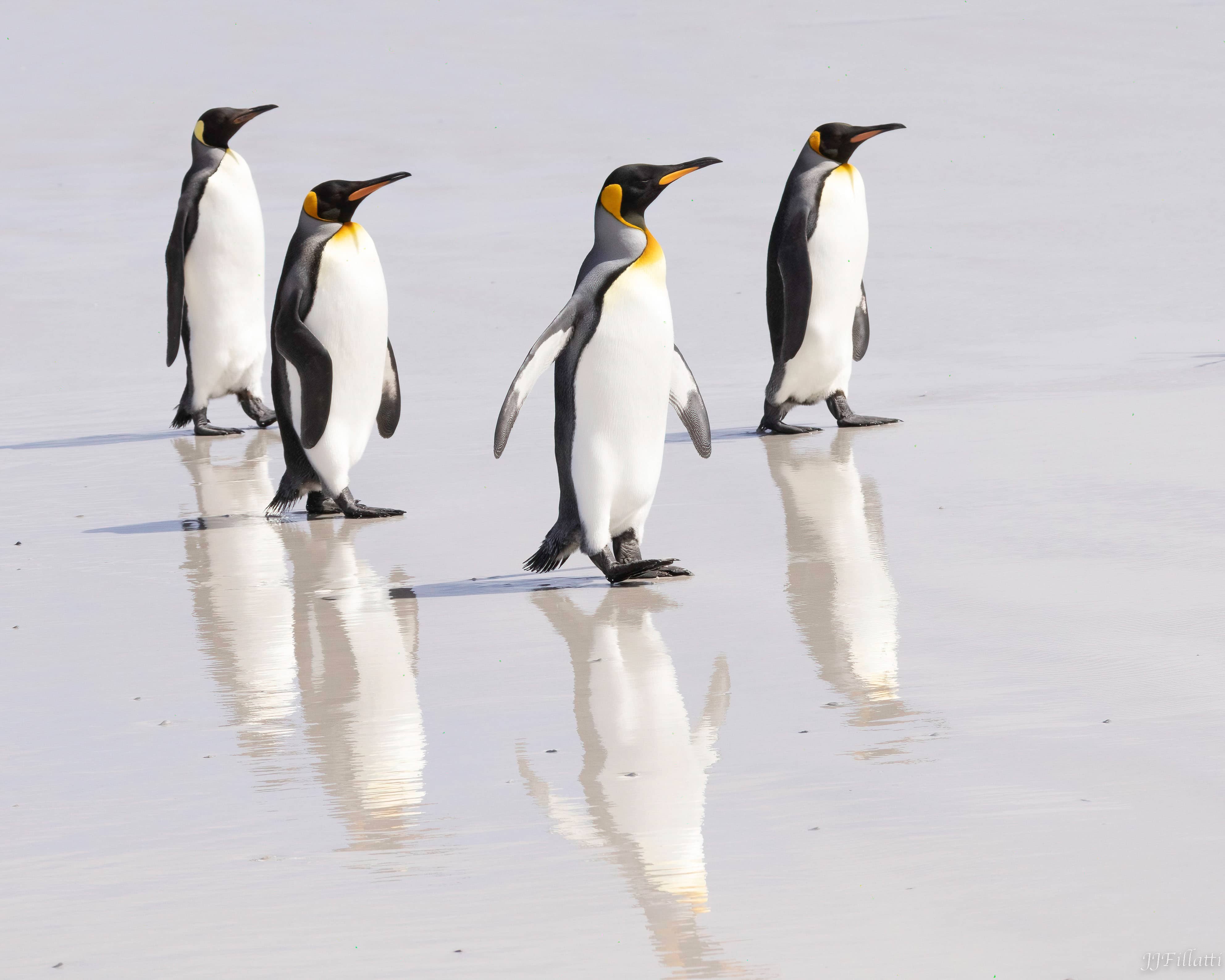 A group of king penguins walking across a wet grey beach